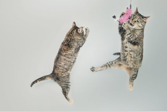 cats
